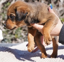 KENJI, Hund, Mischlingshund in Zypern - Bild 8