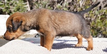 KENJI, Hund, Mischlingshund in Zypern - Bild 9