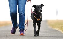 CAJA, Hund, Mischlingshund in Waigandshain - Bild 2