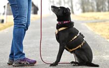 CAJA, Hund, Mischlingshund in Waigandshain - Bild 3