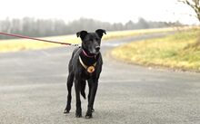 CAJA, Hund, Mischlingshund in Waigandshain - Bild 4