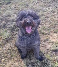 MASZLI, Hund, Puli-Mix in Ungarn - Bild 1