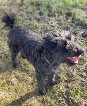 MASZLI, Hund, Puli-Mix in Ungarn - Bild 3