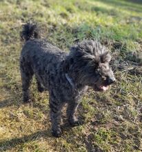 MASZLI, Hund, Puli-Mix in Ungarn - Bild 4