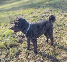 MASZLI, Hund, Puli-Mix in Ungarn - Bild 5