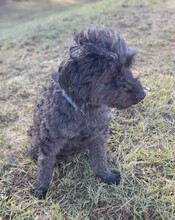 MASZLI, Hund, Puli-Mix in Ungarn - Bild 6