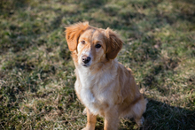 YONA, Hund, Mischlingshund in Kroatien - Bild 3