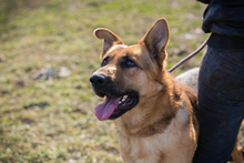 CHIPNR249987, Hund, Deutscher Schäferhund-Mix in Kroatien - Bild 1