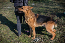 CHIPNR249987, Hund, Deutscher Schäferhund-Mix in Kroatien - Bild 2