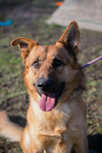 CHIPNR249987, Hund, Deutscher Schäferhund-Mix in Kroatien - Bild 3