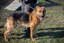 CHIPNR249987, Hund, Deutscher Schäferhund-Mix in Kroatien - Bild 4