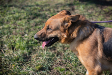 CHIPNR249987, Hund, Deutscher Schäferhund-Mix in Kroatien - Bild 5