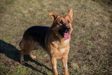 CHIPNR249987, Hund, Deutscher Schäferhund-Mix in Kroatien - Bild 6