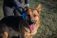 CHIPNR249987, Hund, Deutscher Schäferhund-Mix in Kroatien - Bild 7