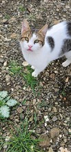 MIGUEL, Katze, Europäisch Kurzhaar in Zypern - Bild 2