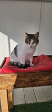 MIGUEL, Katze, Europäisch Kurzhaar in Zypern - Bild 3