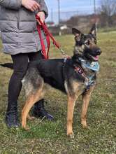 SHIVA, Hund, Deutscher Schäferhund in Kroatien - Bild 10