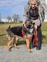 SHIVA, Hund, Deutscher Schäferhund in Kroatien - Bild 11