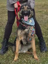 SHIVA, Hund, Deutscher Schäferhund in Kroatien - Bild 12