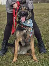 SHIVA, Hund, Deutscher Schäferhund in Kroatien - Bild 13