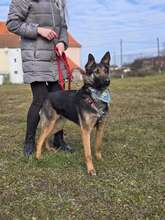 SHIVA, Hund, Deutscher Schäferhund in Kroatien - Bild 3