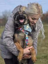 SHIVA, Hund, Deutscher Schäferhund in Kroatien - Bild 4