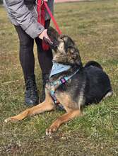 SHIVA, Hund, Deutscher Schäferhund in Kroatien - Bild 5