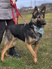 SHIVA, Hund, Deutscher Schäferhund in Kroatien - Bild 6