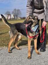 SHIVA, Hund, Deutscher Schäferhund in Kroatien - Bild 7