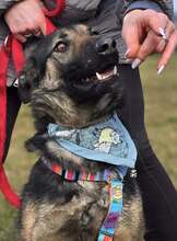 SHIVA, Hund, Deutscher Schäferhund in Kroatien - Bild 8