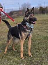 SHIVA, Hund, Deutscher Schäferhund in Kroatien - Bild 9