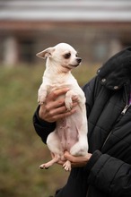 SANTORINI, Hund, Chihuahua in Marsberg - Bild 3