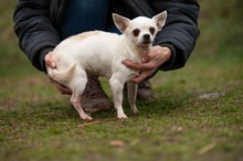 SANTORINI, Hund, Chihuahua in Marsberg - Bild 5