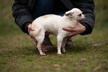 SANTORINI, Hund, Chihuahua in Marsberg - Bild 6