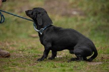 BISZTRO, Hund, Mischlingshund in Ungarn - Bild 2