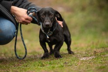 BISZTRO, Hund, Mischlingshund in Ungarn - Bild 3