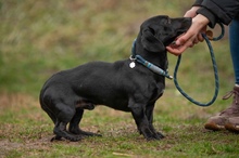 BISZTRO, Hund, Mischlingshund in Ungarn - Bild 4