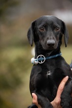 BISZTRO, Hund, Mischlingshund in Ungarn - Bild 5