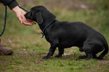 BISZTRO, Hund, Mischlingshund in Ungarn - Bild 6