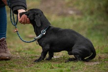 BISZTRO, Hund, Mischlingshund in Ungarn - Bild 8