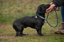 BISZTRO, Hund, Mischlingshund in Ungarn - Bild 9