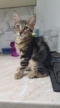 CHESTER, Katze, Europäisch Kurzhaar in Zypern - Bild 1