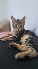 CHESTER, Katze, Europäisch Kurzhaar in Zypern - Bild 2