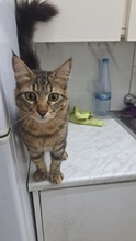 CHESTER, Katze, Europäisch Kurzhaar in Zypern - Bild 3