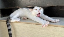 LEVIS, Katze, Europäisch Kurzhaar in Zypern - Bild 2