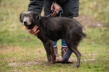 YOLO, Hund, Mischlingshund in Ungarn - Bild 1