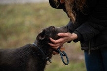 YOLO, Hund, Mischlingshund in Ungarn - Bild 4