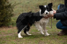 GOBBIHILDA, Hund, Border Collie in Ungarn - Bild 1