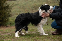 GOBBIHILDA, Hund, Border Collie in Ungarn - Bild 10