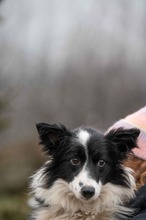 GOBBIHILDA, Hund, Border Collie in Ungarn - Bild 11